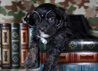 Chief Cavapoo M1-2, a male Cavapoo for sale in Kendallville, IN – Photo 4 of 8