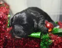 Chief Cavapoo M1-2, a male Cavapoo for sale in Kendallville, IN – Photo 8 of 8
