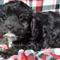 Chief Cavapoo M1-2, a male Cavapoo for sale in Kendallville, IN – Photo 4 of 7