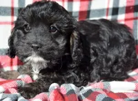 Chief Cavapoo M1-2, a male Cavapoo for sale in Kendallville, IN – Photo 1 of 8