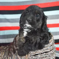 Chief Cavapoo M1-2, a male Cavapoo for sale in Kendallville, IN – Photo 5 of 7