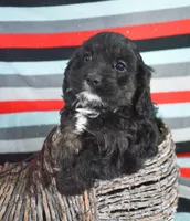 Chief Cavapoo M1-2, a male Cavapoo for sale in Kendallville, IN – Photo 2 of 8