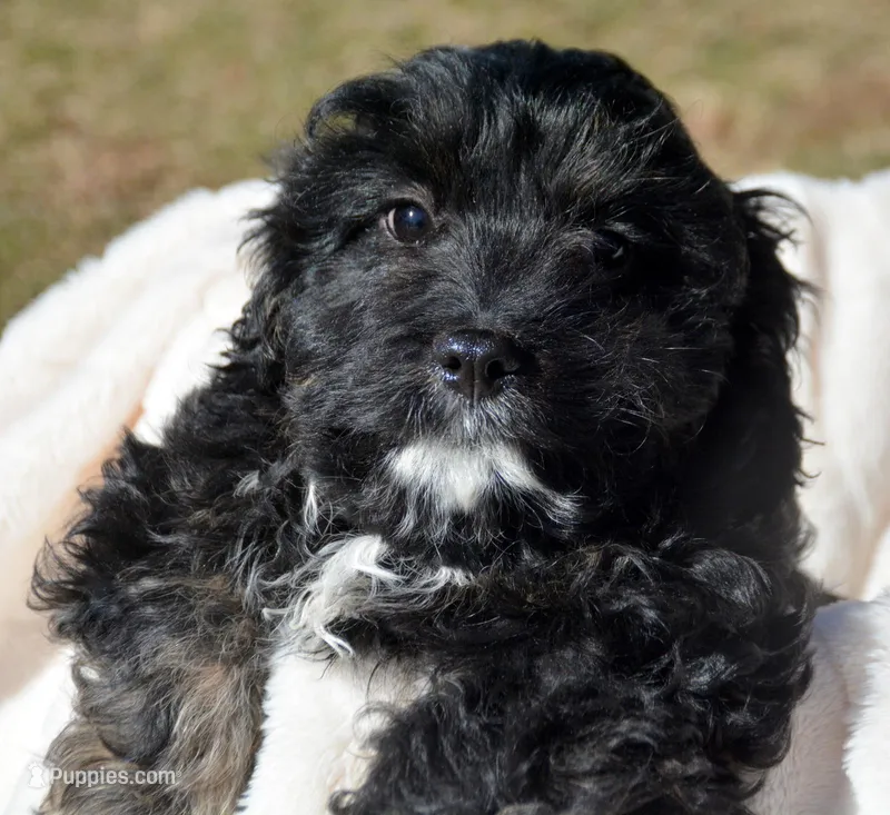 Chief Cavapoo M1-2 – Cavapoo puppy for sale in Kendallville, IN