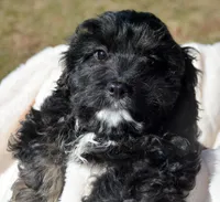 Chief Cavapoo M1-2, a male Cavapoo for sale in Kendallville, IN – Photo 1 of 7