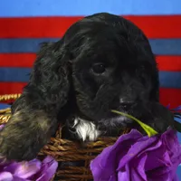 Chief Cavapoo M1-2, a male Cavapoo for sale in Kendallville, IN – Photo 6 of 7