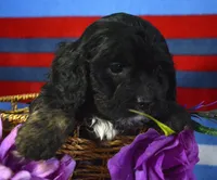 Chief Cavapoo M1-2, a male Cavapoo for sale in Kendallville, IN – Photo 3 of 8