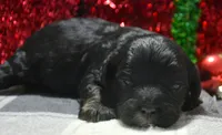 Chief Cavapoo M1-2, a male Cavapoo for sale in Kendallville, IN – Photo 7 of 8