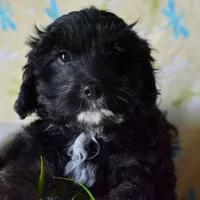Chief Cavapoo M1-2, a male Cavapoo for sale in Kendallville, IN – Photo 2 of 7