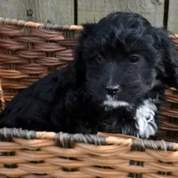 Chief Cavapoo M1-2, a male Cavapoo for sale in Kendallville, IN – Photo 3 of 7