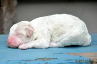 Danny MGD M2, a male Miniature Goldendoodle for sale in Kendallville, IN – 3 of 3
