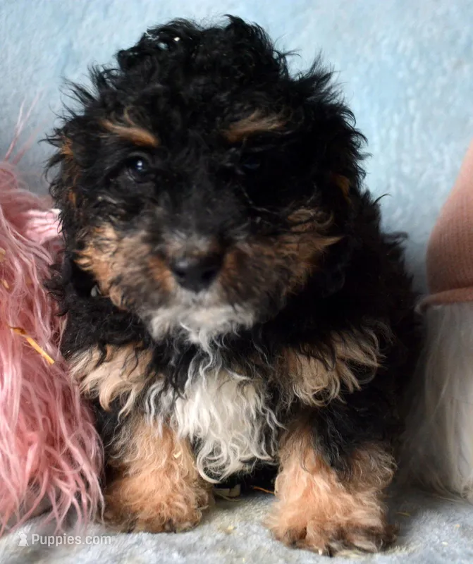 Bernie Micro BD ML 3