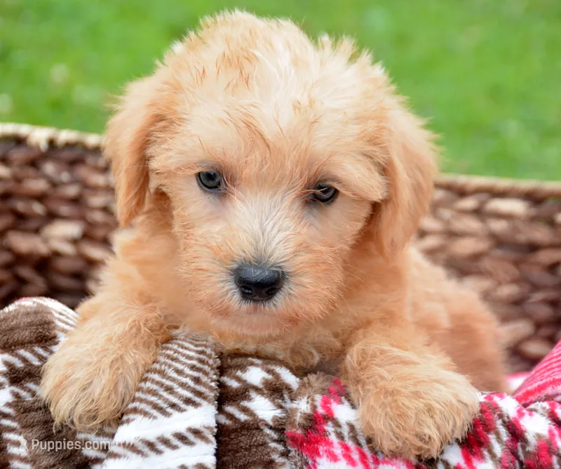 Sonny Mini Schnoodle M1 – Schnoodle puppy for sale in Kendallville, IN