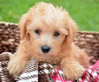 Sonny Mini Schnoodle M1, a male Schnoodle for sale in Kendallville, IN – 4 of 7