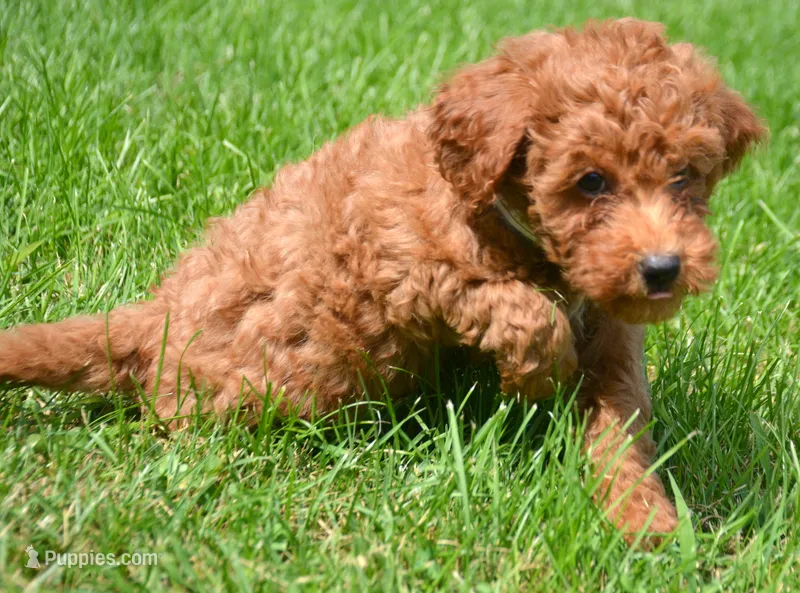 Deedee Micro GD F8 – Miniature Goldendoodle puppy for sale in Kendallville, IN