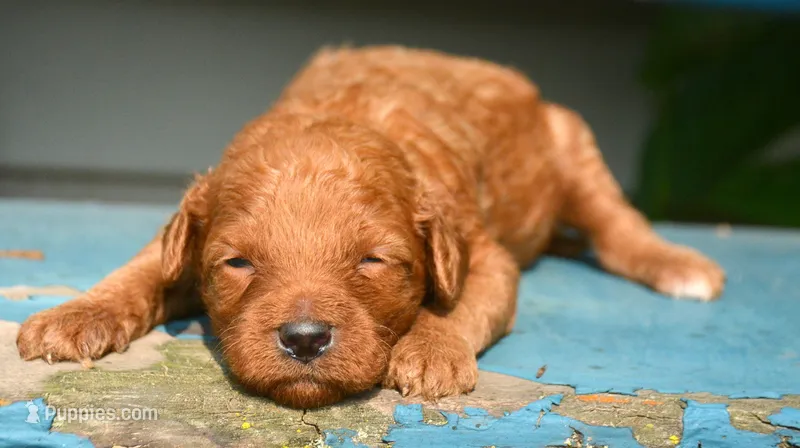 Deva Micro GD F3 – Miniature Goldendoodle puppy for sale in Kendallville, IN