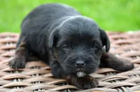 Pepper Yorkiepoo M3, a male Yorkipoo for sale in Kendallville, IN – 3 of 6