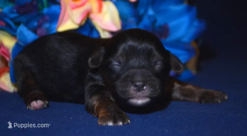 Pepper Yorkiepoo M3 – Yorkipoo puppy for sale in Kendallville, IN