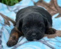 Pepper Yorkiepoo M3, a male Yorkipoo for sale in Kendallville, IN – 4 of 6