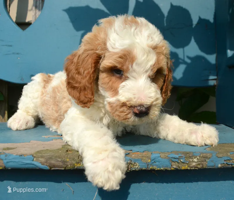 Doug micro GD ML 4 – Miniature Goldendoodle puppy for sale in Kendallville, IN