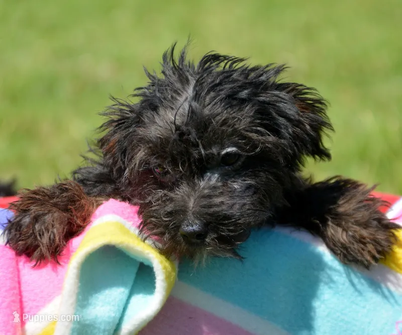 Pepper Yorkiepoo M3 – Yorkipoo puppy for sale in Kendallville, IN