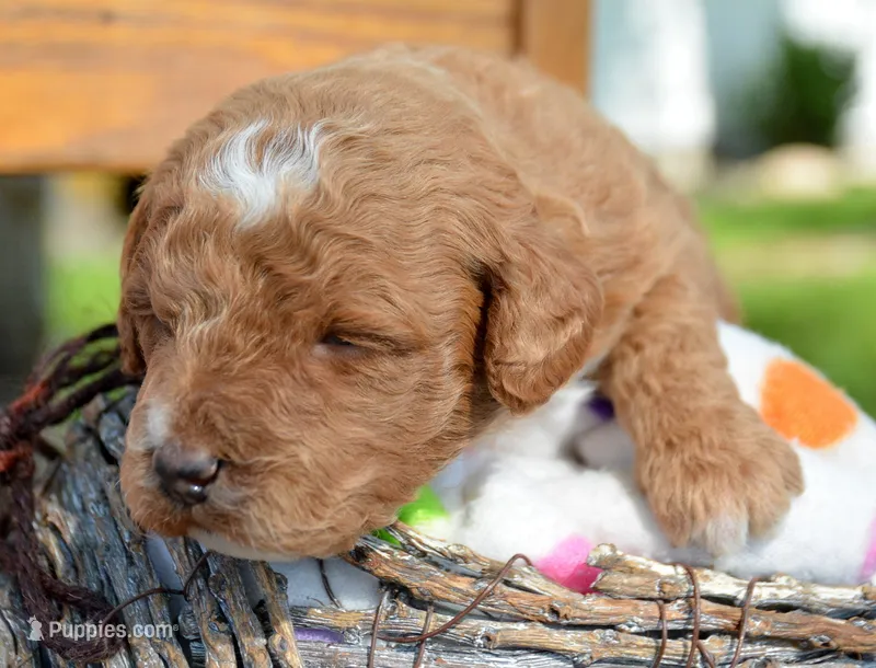3rd pick fml micro GD – Miniature Goldendoodle puppy for sale in Kendallville, IN