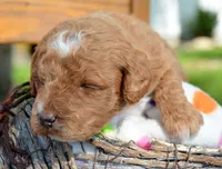 3rd pick fml micro GD, a female Miniature Goldendoodle for sale in Kendallville, IN – 1 of 2