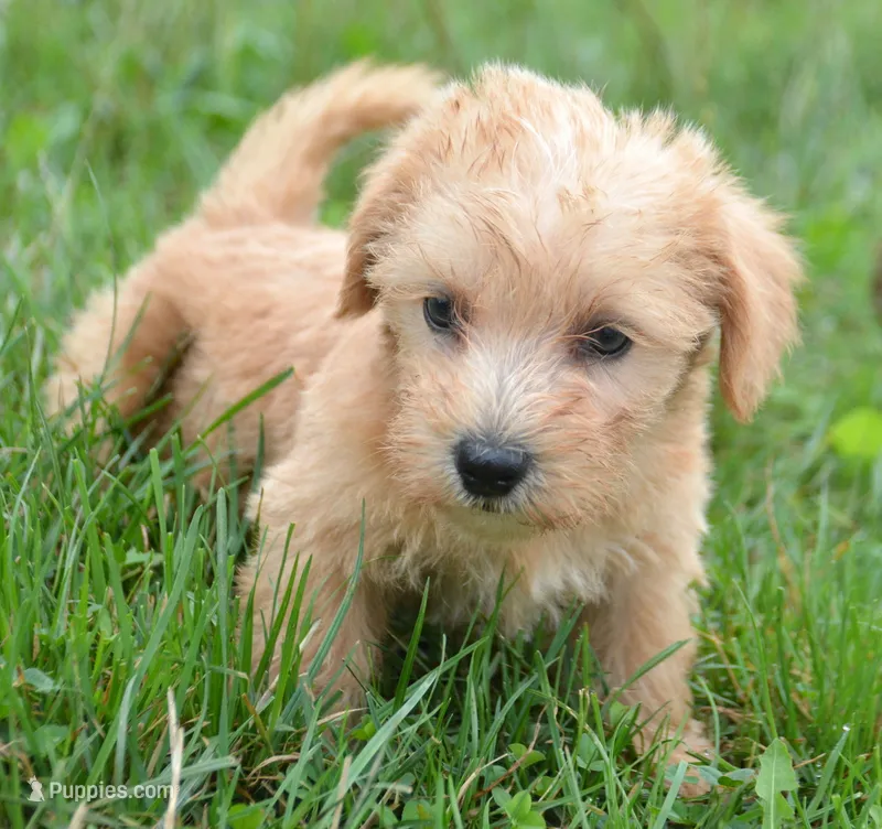 Sonny Mini Schnoodle M1 – Schnoodle puppy for sale in Kendallville, IN