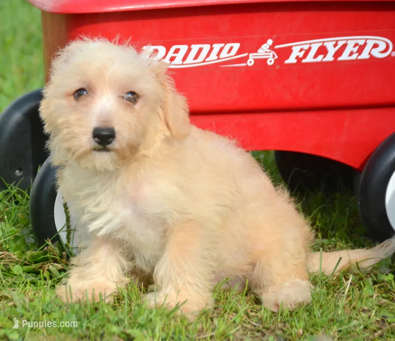 Sam Mini Schnoodle M2 – Schnoodle puppy for sale in Kendallville, IN