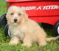 Sam Mini Schnoodle M2, a male Schnoodle for sale in Kendallville, IN – 2 of 9