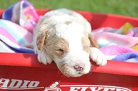Doug micro GD ML 4, a male Miniature Goldendoodle for sale in Kendallville, IN – 2 of 4