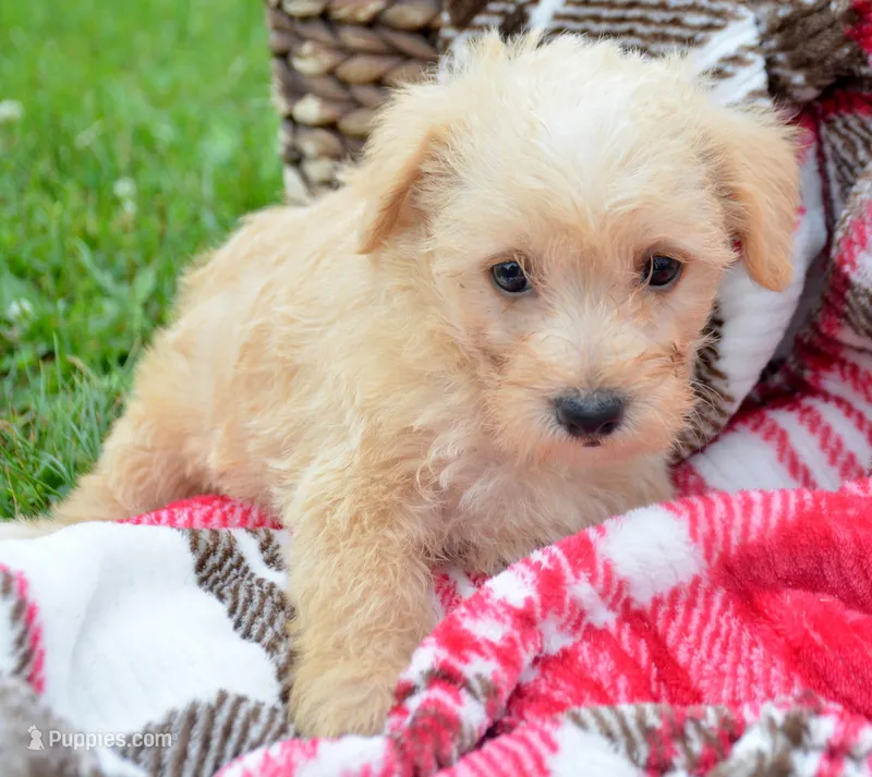 Sam Mini Schnoodle M2 – Schnoodle puppy for sale in Kendallville, IN
