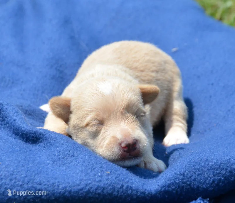Sam Mini Schnoodle M2 – Schnoodle puppy for sale in Kendallville, IN
