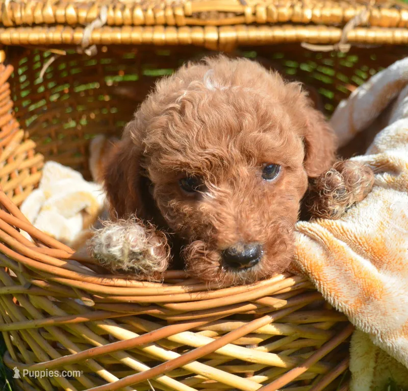 Dora Micro GD F7 – Miniature Goldendoodle puppy for sale in Kendallville, IN