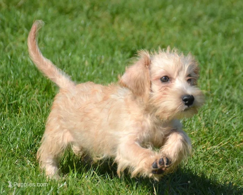 Sonny Mini Schnoodle M1 – Schnoodle puppy for sale in Kendallville, IN