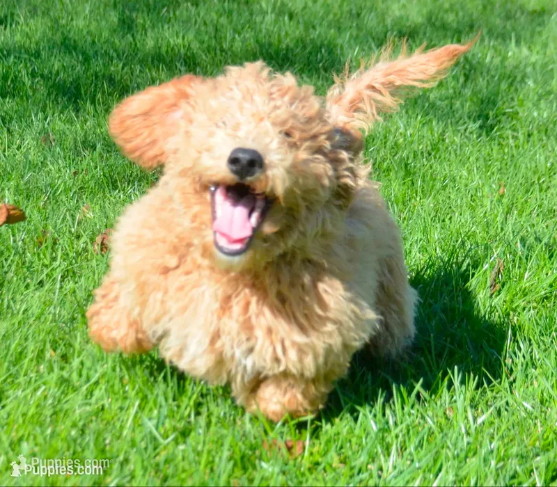 Dotty Micro GD F2 – Miniature Goldendoodle puppy for sale in Kendallville, IN