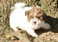 Sara Shihpoo FM4, a male Shihpoo for sale in Kendallville, IN – 2 of 2