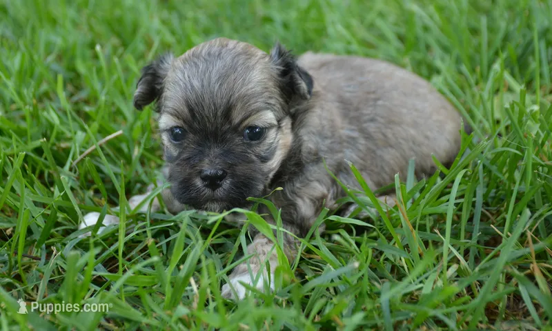 Sam Shihpoo ML 1 – Shihpoo puppy for sale in Kendallville, IN