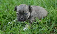 Sam Shihpoo ML 1, a male Shihpoo for sale in Kendallville, IN – 3 of 5