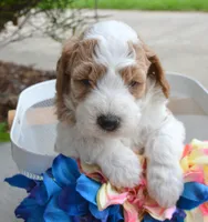 Dodger Micro GD ML 3, a male Miniature Goldendoodle for sale in Kendallville, IN – 4 of 10