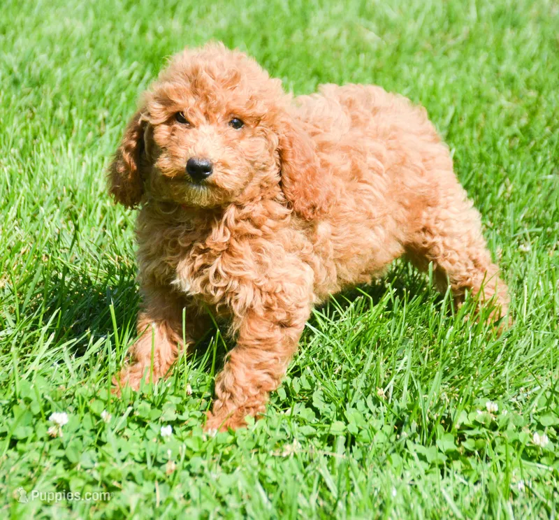 Deva Micro GD F3 – Miniature Goldendoodle puppy for sale in Kendallville, IN
