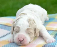 Danny MGD M2, a male Miniature Goldendoodle for sale in Kendallville, IN – 1 of 3