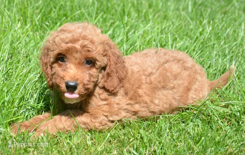 Dora Micro GD F7 – Miniature Goldendoodle puppy for sale in Kendallville, IN