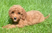 Dora Micro GD F7, a female Miniature Goldendoodle for sale in Kendallville, IN – 1 of 7