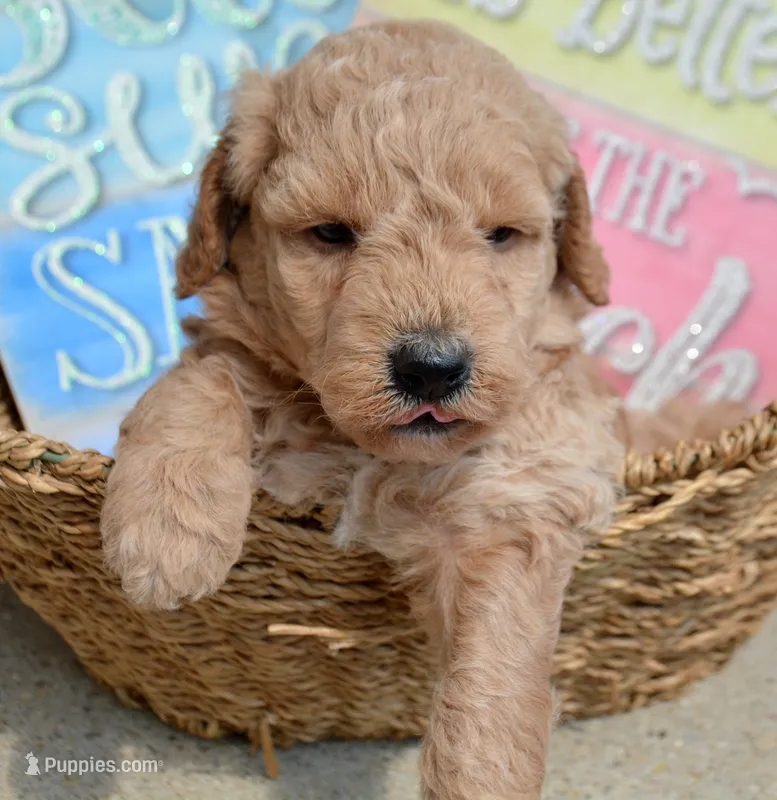 Dotty Micro GD F2 – Miniature Goldendoodle puppy for sale in Kendallville, IN