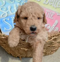 Dotty Micro GD F2, a female Miniature Goldendoodle for sale in Kendallville, IN – 4 of 7