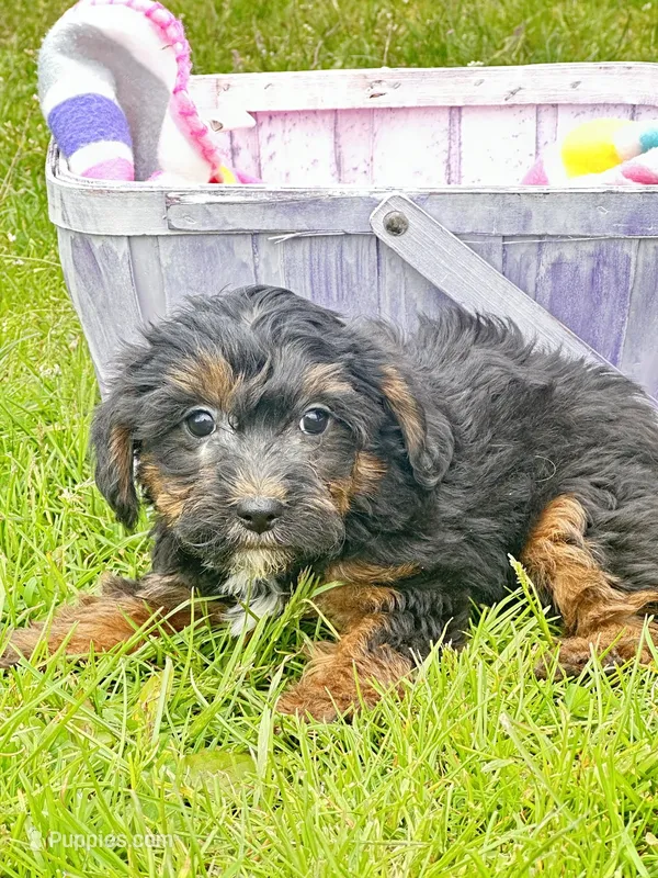 Patrick Yorkiepoo m1 – Yorkipoo puppy for sale in Kendallville, IN