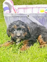 Patrick Yorkiepoo m1, a male Yorkipoo for sale in Kendallville, IN – 1 of 6