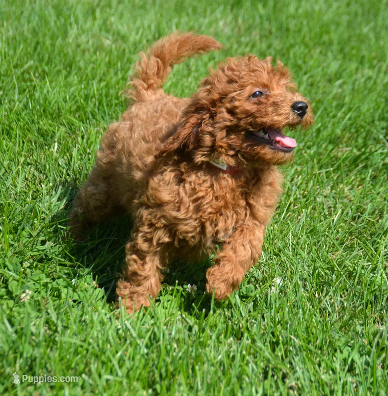 Deedee Micro GD F8 – Miniature Goldendoodle puppy for sale in Kendallville, IN