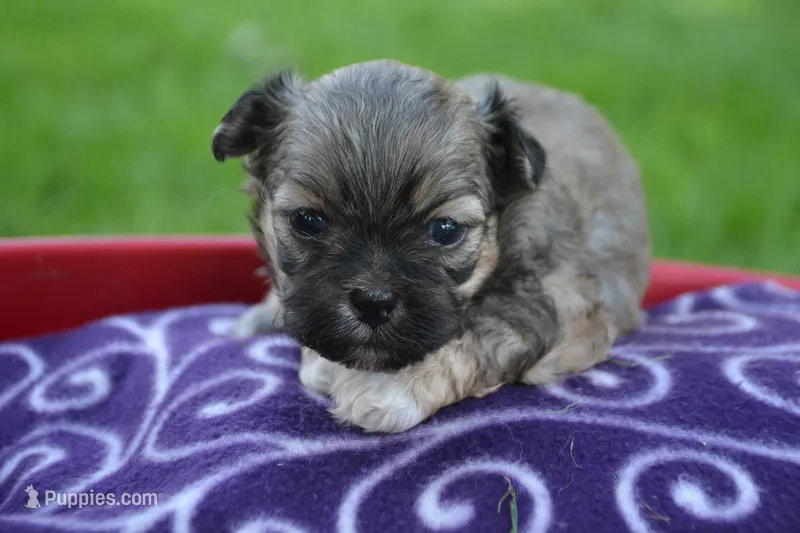 Sam Shihpoo ML 1 – Shihpoo puppy for sale in Kendallville, IN