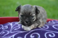 Sam Shihpoo ML 1, a male Shihpoo for sale in Kendallville, IN – 4 of 5